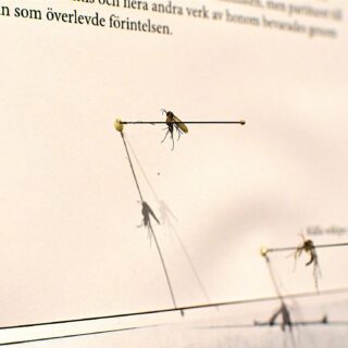 Insekter i litteratur och konst