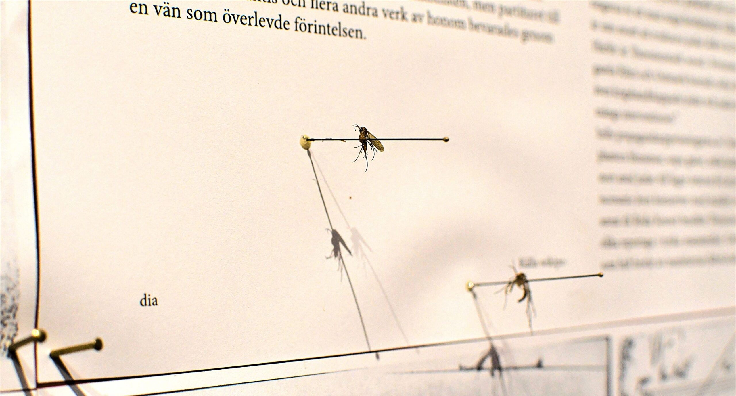 Insekter i litteratur och konst